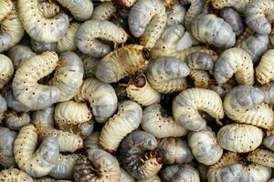 imagen de comida gusanos, Coco rinoceronte escarabajo oryctes rinoceronte, larva. foto