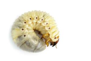 Image of grub worms, Coconut rhinoceros beetle Oryctes rhinoceros, Larva on white background. photo