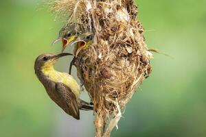 imagen de púrpura Sunbird hembra alimentación bebé pájaro en el aves nido en naturaleza antecedentes. cinnyris asiático. pájaro. animales foto