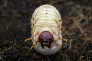 Image of grub worms, Coconut rhinoceros beetle Oryctes rhinoceros, Larva on the ground. photo