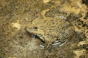 Image of Chinese edible frog, East Asian bullfrog, Taiwanese frog Hoplobatrachus rugulosus on the floor. Amphibian. Animal. photo