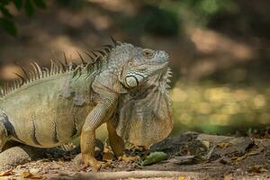 imagen de verde iguana morph en un natural antecedentes. animal. reptiles foto