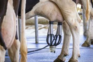 Image of cow milking facility, Milking cow with milking machine and mechanized milking equipment. photo
