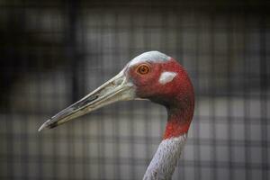 Image of grus antigone antigone head on balustrade background. Animals. Birds. photo