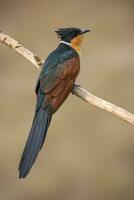 imagen de castaña con alas cuco pájaro clamador coromando en un rama en naturaleza antecedentes. pájaro. animales foto