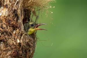imagen de bebé aves son esperando para el madre a alimentar en el aves nido en naturaleza antecedentes. pájaro. animales foto