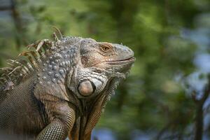 imagen de verde iguana morph en un natural antecedentes. animal. reptiles foto