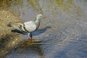 Image of pigeons are about to eat water. Birds. Animals. photo