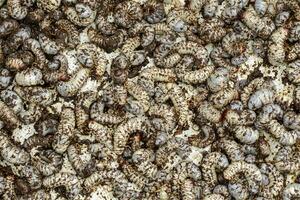 imagen de comida gusanos, Coco rinoceronte escarabajo oryctes rinoceronte, larva. foto