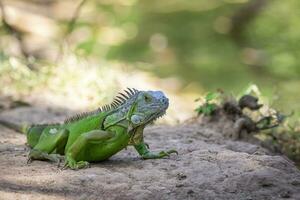 Image of green iguana morph on a natural background. Animal. Reptiles photo