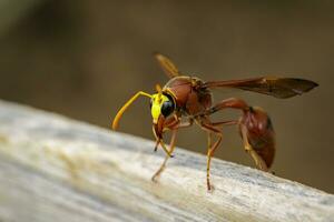 Image of potter wasp Delta sp, Eumeninae on dry timber. Insect Animal photo