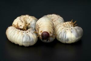 Image of grub worms, Coconut rhinoceros beetle Oryctes rhinoceros, Larva on black background. photo