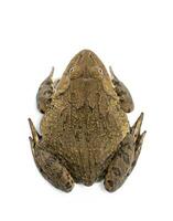 Image of Chinese edible frog, East Asian bullfrog, Taiwanese frog Hoplobatrachus rugulosus isolated on a white background. Amphibian. Animal. photo