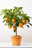 Fruit tree, Flower pot photo