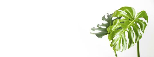 Monstera leaves on white background. Banner image photo