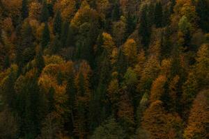 Texture background of autumn forest in mountains. Fall colored natural view. photo