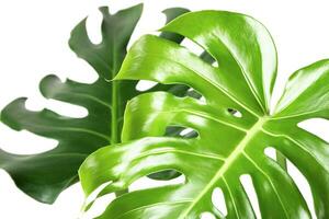 Monstera leaves on white background. Textured natural wallpaper. photo