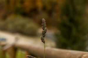 Field spikelet. Autumn natural plant against blurred background photo