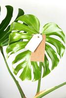 Label tag mock up on monstera leaves on white background. Green friday concept. photo