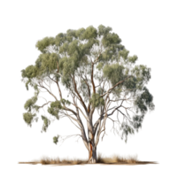 eucalyptus globulus eucalyptus boom ai gegenereerd png