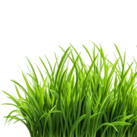 Grün Gras Wiese Unterseite Rand generativ ai png