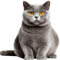 Jaune yeux chat ai généré png