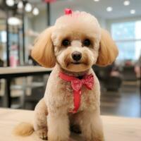 caniche con un clásico verano cortar, sentado bonito con un rojo arco foto