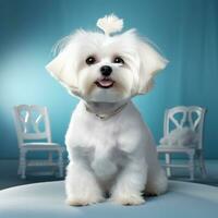 Maltese with a glamorous and voluminous show cut photo