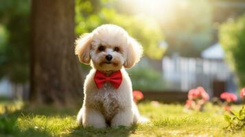 Poodle with a classic summer cut, sittin pretty with a red bow photo