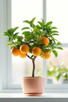Pot small orange fruit trees photo