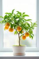 Calamondin scrub with wet leaves on a white background photo