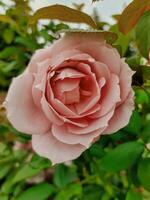 a pink rose is blooming in the garden photo