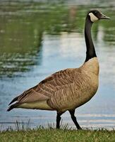 a goose standing on the grass next to a body of water photo