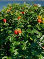 a bush with red berries and green leaves photo