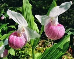 two pink and white onions are blooming in the forest photo