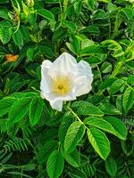a white rose is growing in the middle of green leaves photo