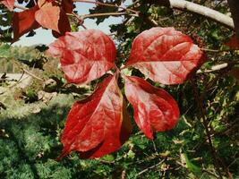 a red leaf on a tree photo