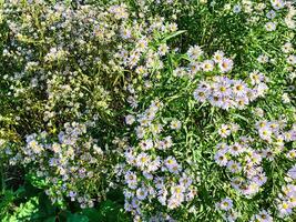 un arbusto de púrpura y blanco flores foto