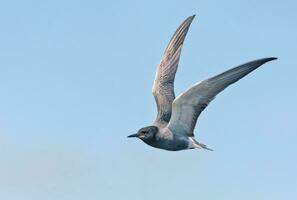 adulto negro golondrina de mar - clidonias Níger - volador en azul cielo con levantado alas foto