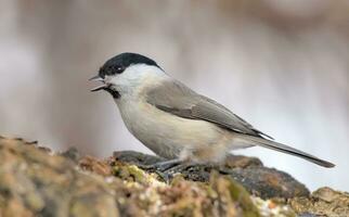 Calling Marsh Tit - Poecile palustris - with wide open beak nice perched on tree stump with clean winter background photo