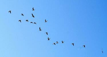 vuelo de aves en un azul cielo foto