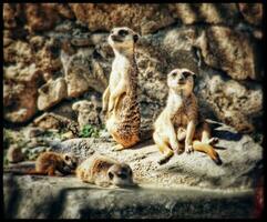 encantador lémures de el europeo bosque zoo foto