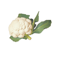 Cabbage no background png