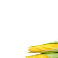 Corn no background png