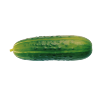 Cucumber no background png