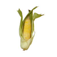 Corn no background png