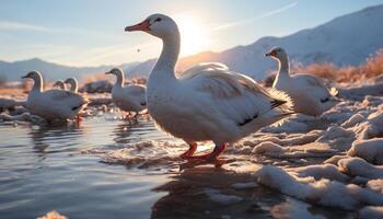 Duckling walks on meadow, water reflects sunset, nature tranquil beauty generated by AI photo