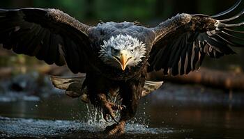 majestuoso calvo águila altísimo, caza, y salpicaduras en tranquilo aguas generado por ai foto