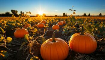 Pumpkin harvest, autumn sunset, organic lantern, spooky Halloween celebration generated by AI photo