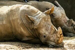 Serene Rhino Portrait photo